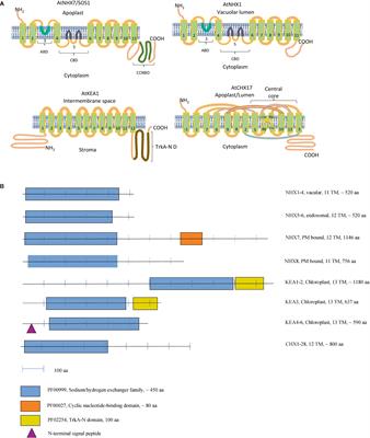 Phylogenetic Diversity and Physiological Roles of Plant Monovalent Cation/H+ Antiporters